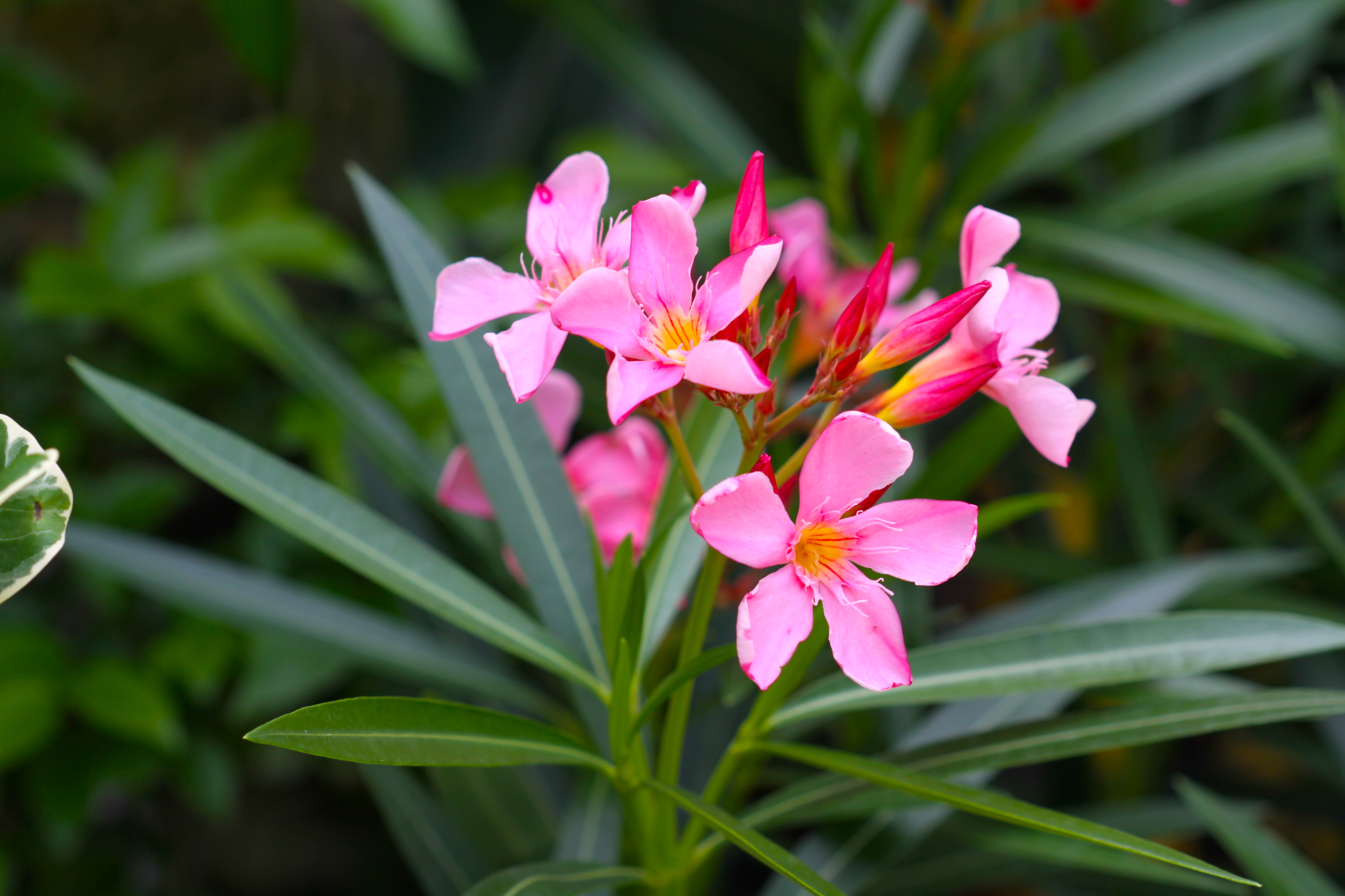 Nerium oleander - Poisonous beauty symbolic of regeneration | Navasota Examiner